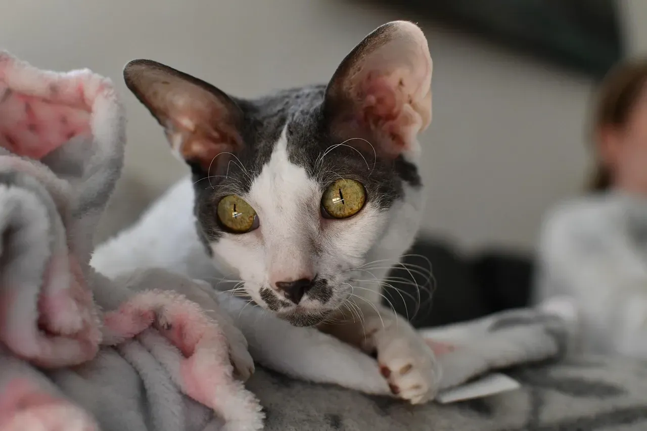 #10: Cornish Rex - The Energetic People-Pleaser (Image Credits: Pixabay)