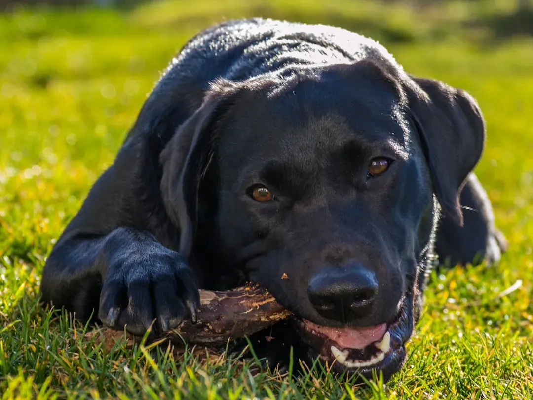 1. Labrador Retriever: The Enthusiastic Demolisher (Image Credits: Unsplash)