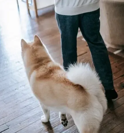 #6 - They Follow You Calmly, Not Desperately (Image Credits: Pexels)