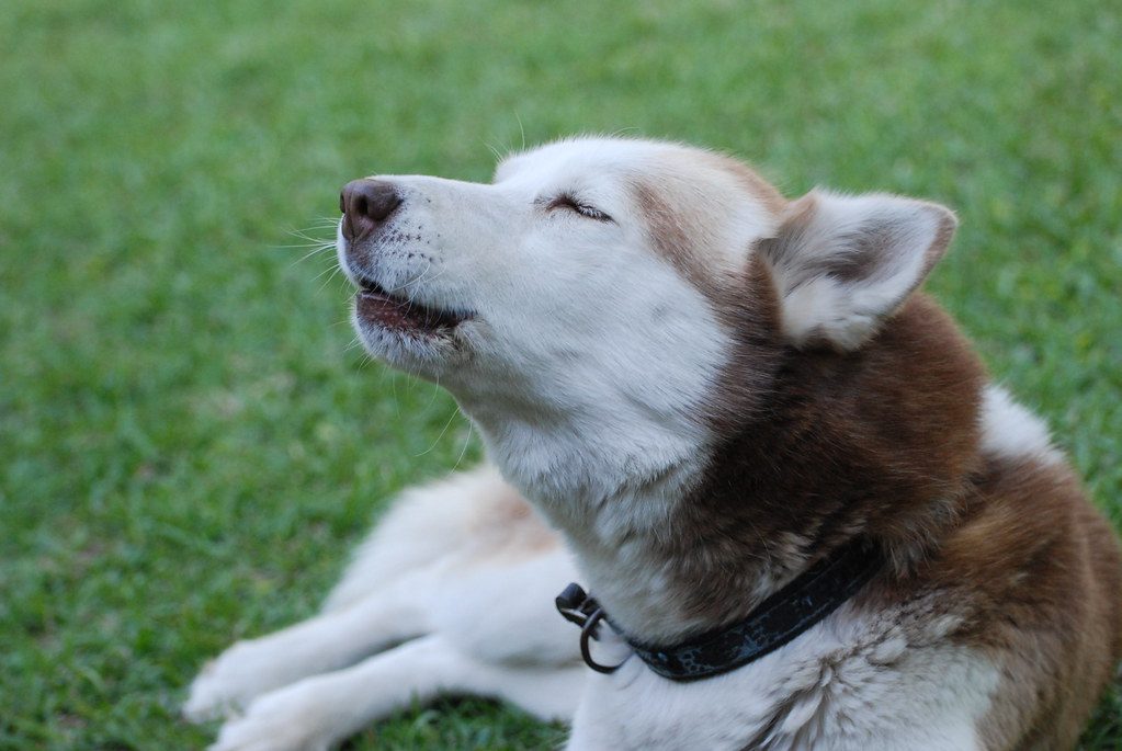 The Howling Symphony: When Your Neighbor's Patience Wears Thin (Image Credits: Flickr)