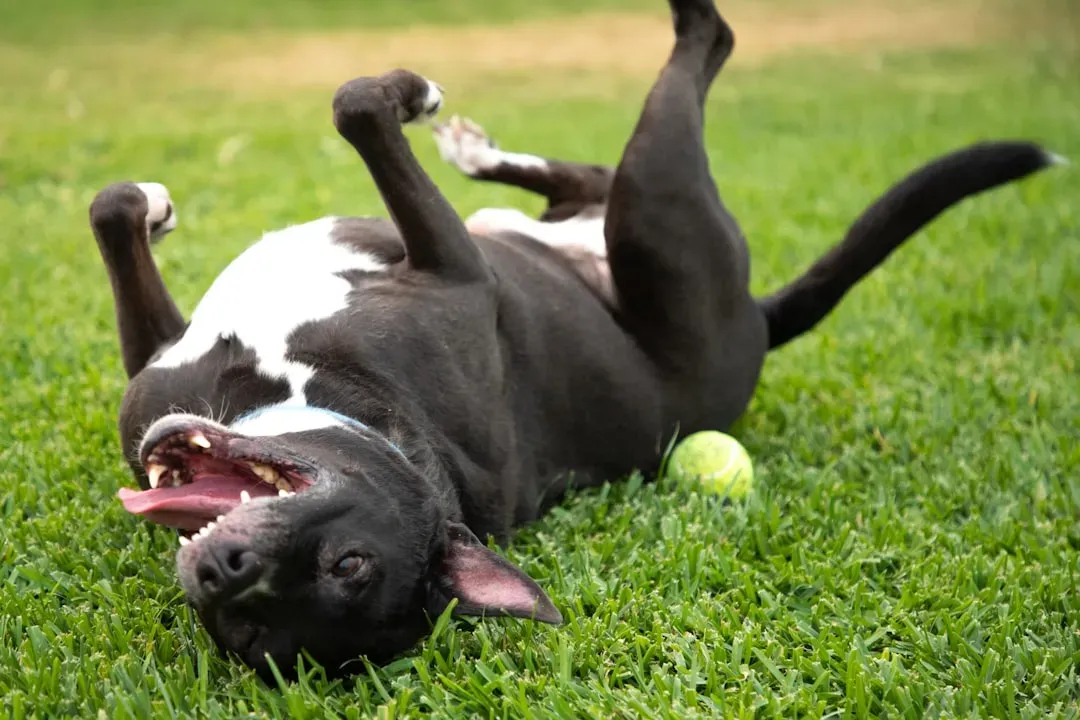 #16. They Show Enthusiasm During Activities With You (Image Credits: Unsplash)