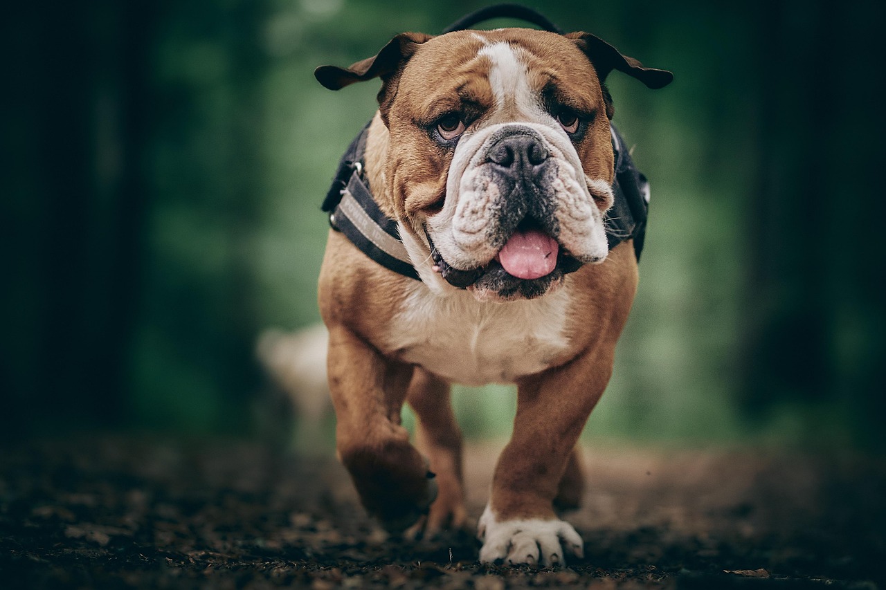 The Strong-Willed Bulldog (Image Credits: Pixabay)