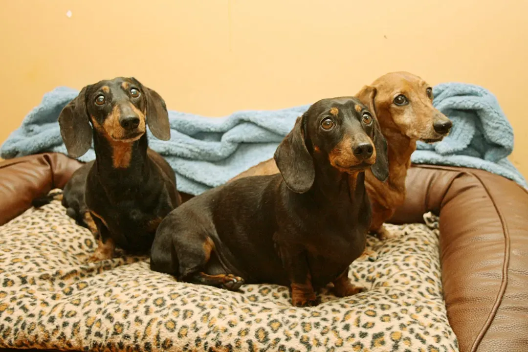 Dachshund – The Burrowing Little Heat Seeker (Image Credits: Unsplash)