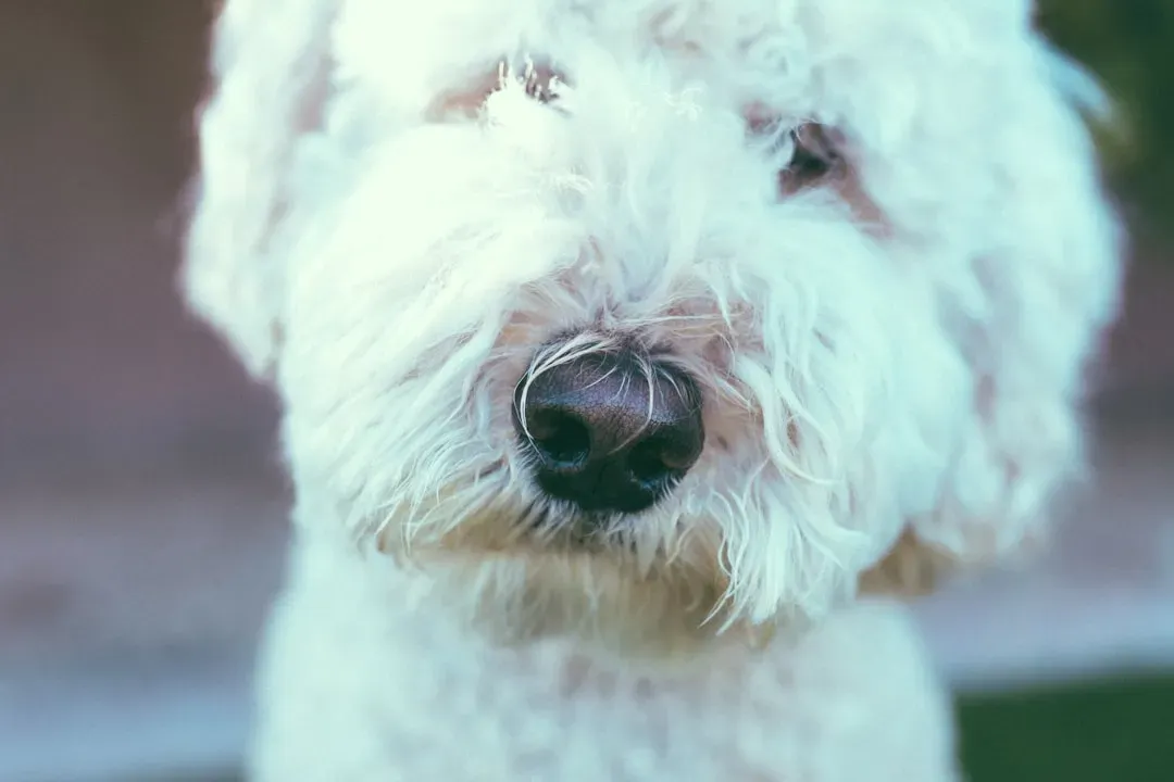 That Wet Nose Isn't Just Adorable, It's Functional (Image Credits: Unsplash)
