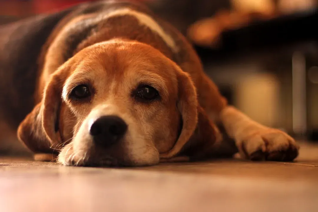 6. Beagle: Cute Nose, Big Trouble When Unoccupied (Image Credits: Unsplash)