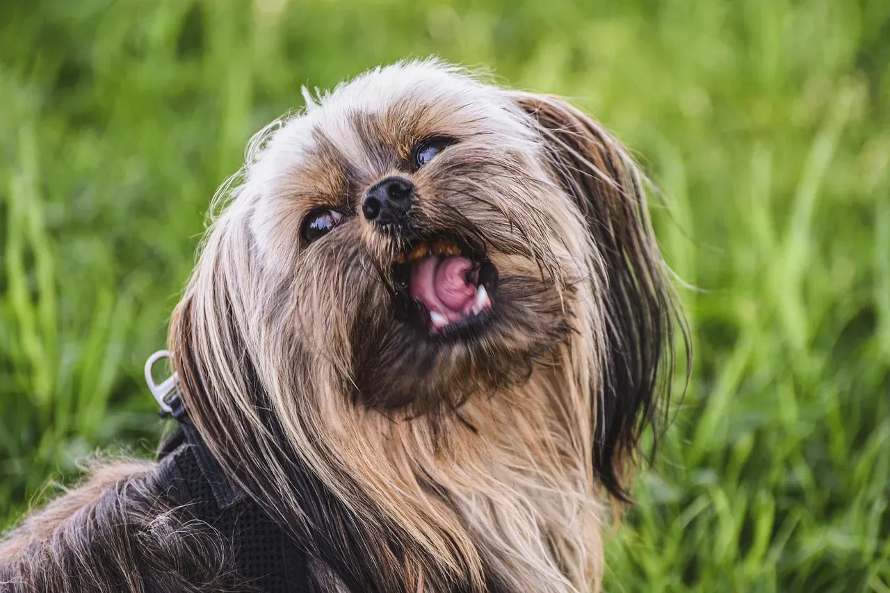 #9 - "It's A Good Breed, So It's Safe" Is Now Considered False (Image Credits: Pixabay)