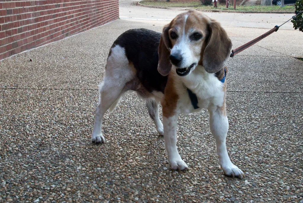 Beagle (Image Credits: Flickr)