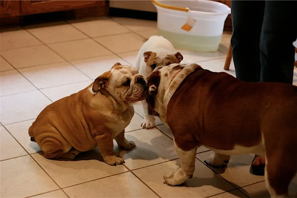 Bulldog: The Stocky Sweetheart With Endless Patience (Image Credits: Flickr)