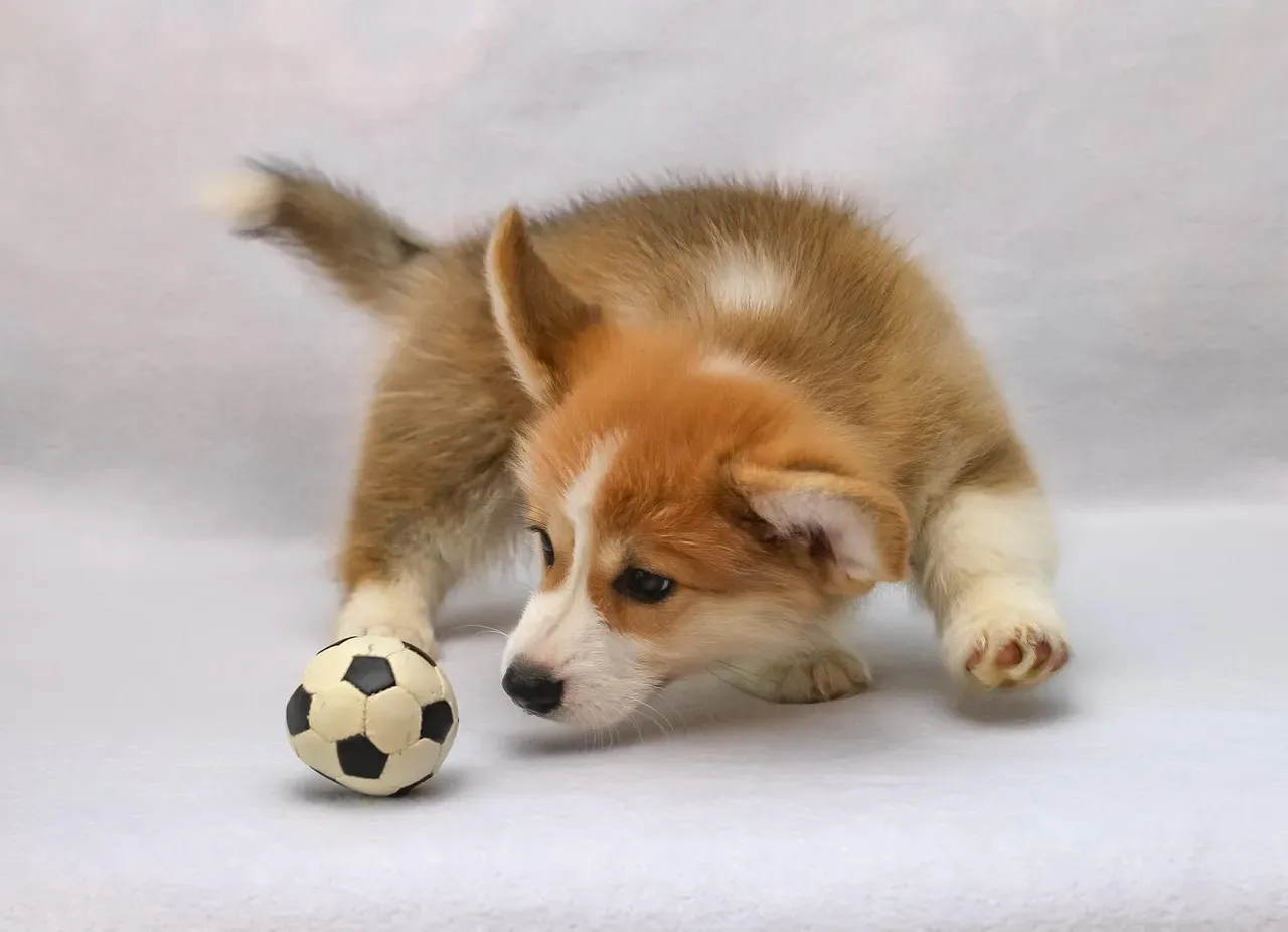 Pembroke Welsh Corgis: Comedy on Short Legs (Image Credits: Pixabay)