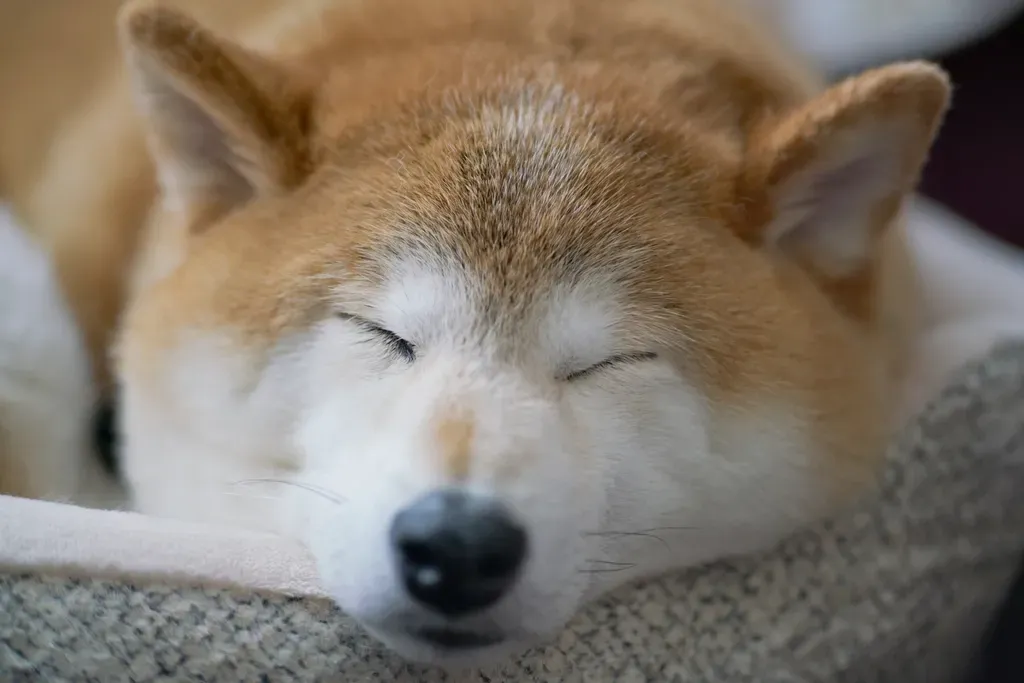 Supporting Your Dog's Sleep Health (Image Credits: Rawpixel)