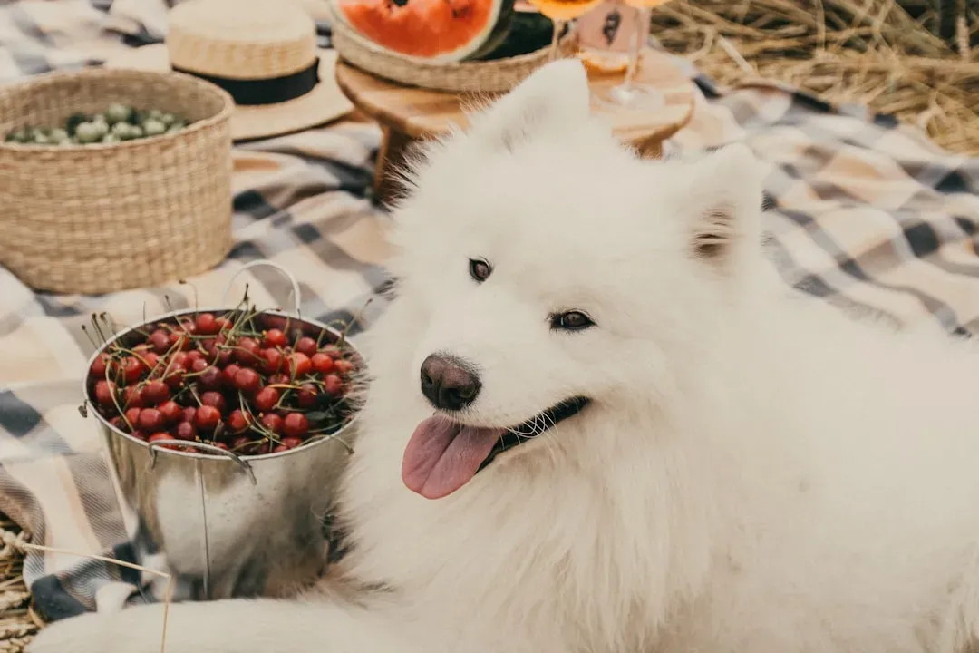 When the Gut Goes Wrong: Signs Your Dog's Mood Is Diet-Linked (Image Credits: Unsplash)