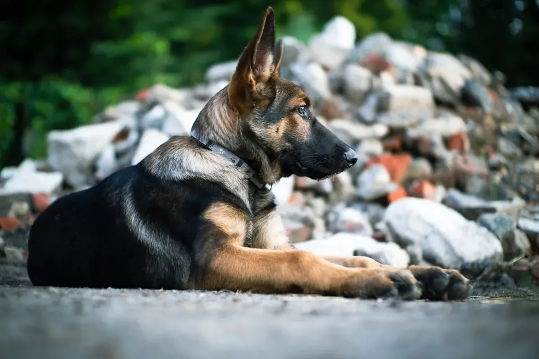 The German Shepherd: A Guardian with a Gentle Heart (Image Credits: Unsplash)