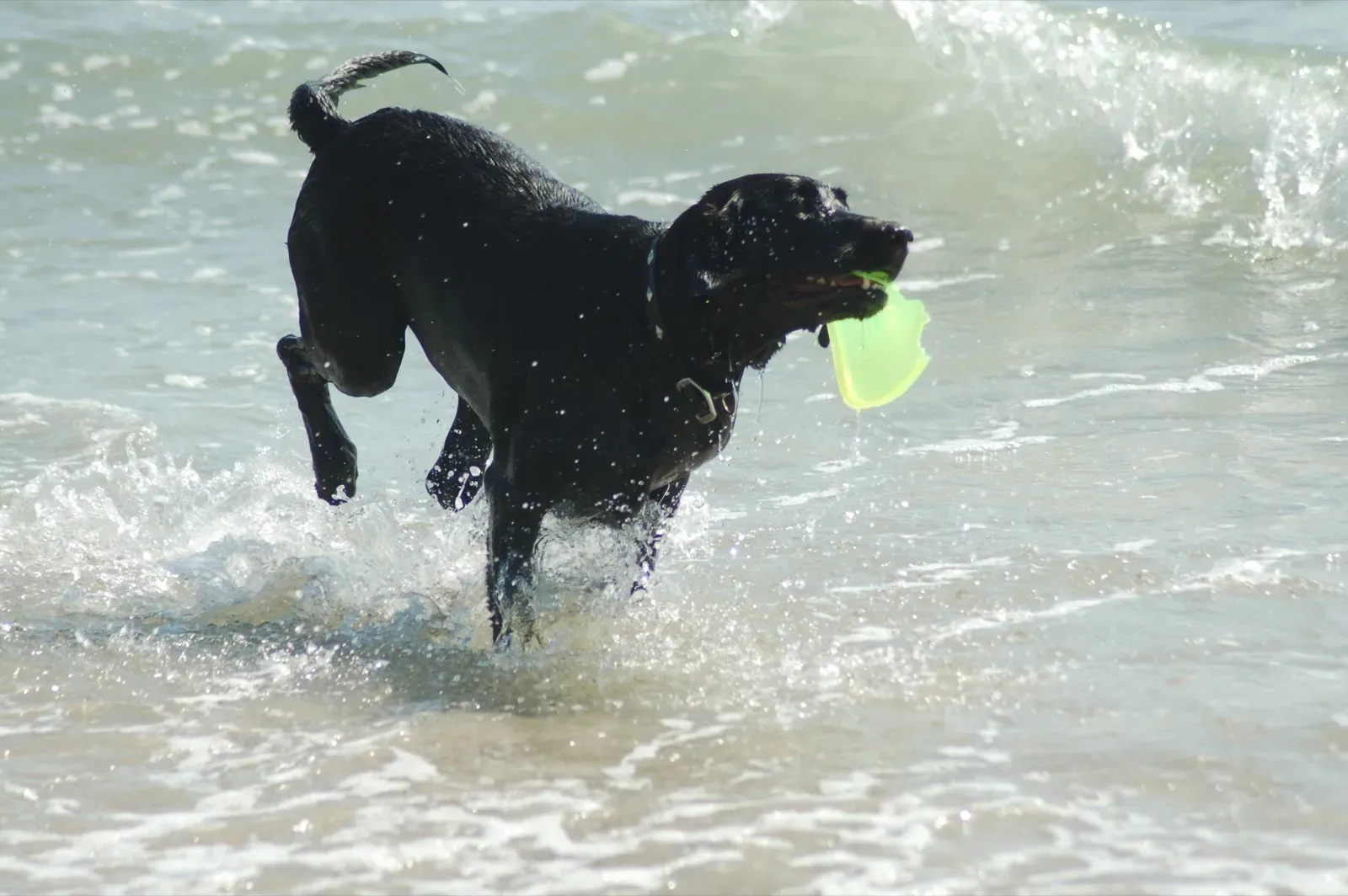 Labrador Retriever: The Forever Fetch Champion (Flickr, CC BY-SA 2.0)
