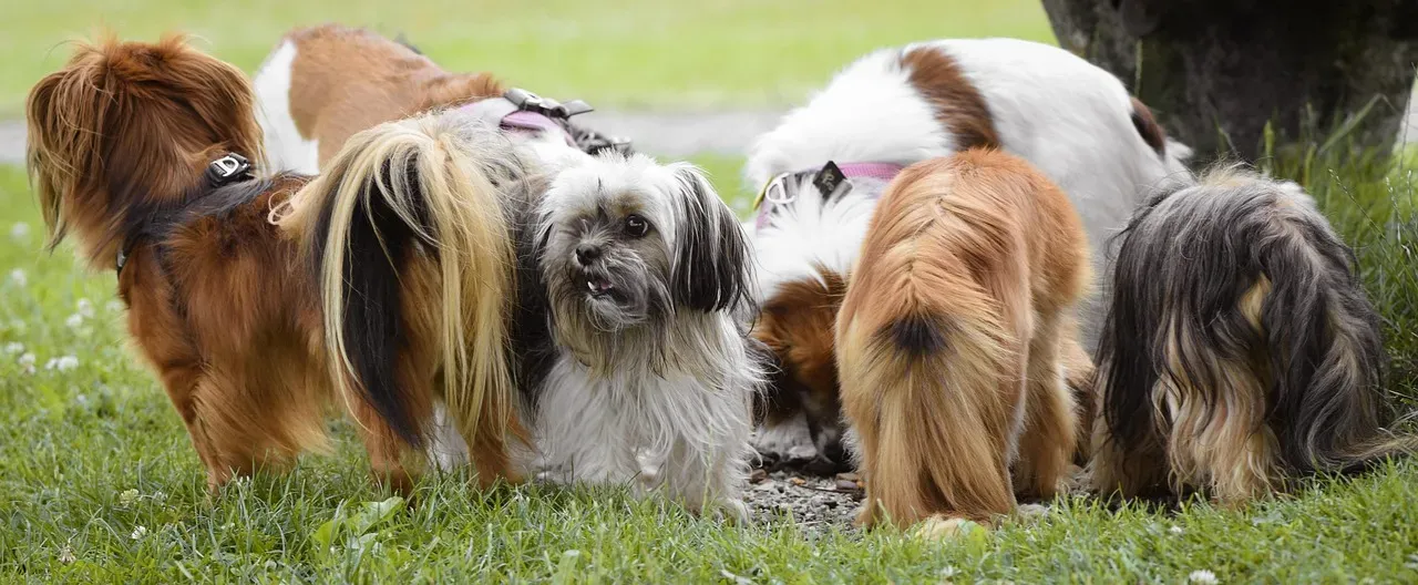 5. Social Brain Rewiring: Dogs Nudge You Toward People, Not Just Screens (Image Credits: Pixabay)