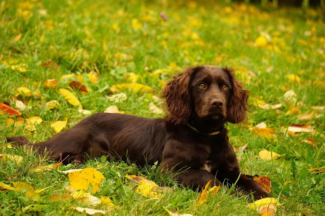 7. A Safe, Dedicated Resting Space (Image Credits: Pixabay)