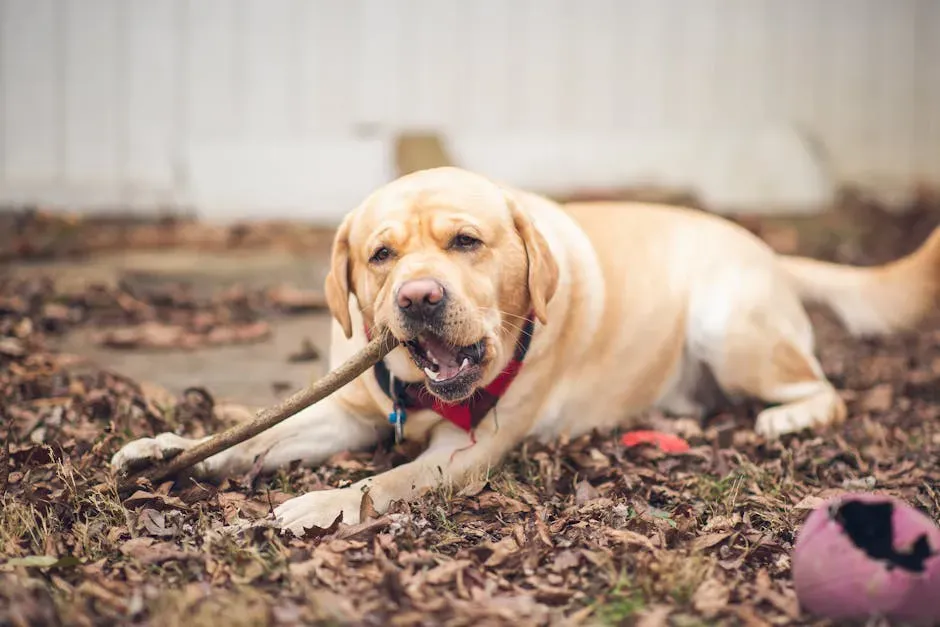 The Labrador Retriever: The Eternal Golden Child of Playfulness (Image Credits: Pexels)