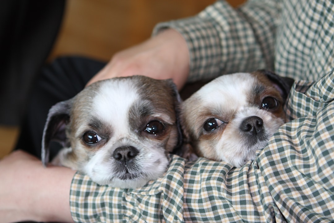 A Temperament That Defies Small Dog Stereotypes (Image Credits: Unsplash)