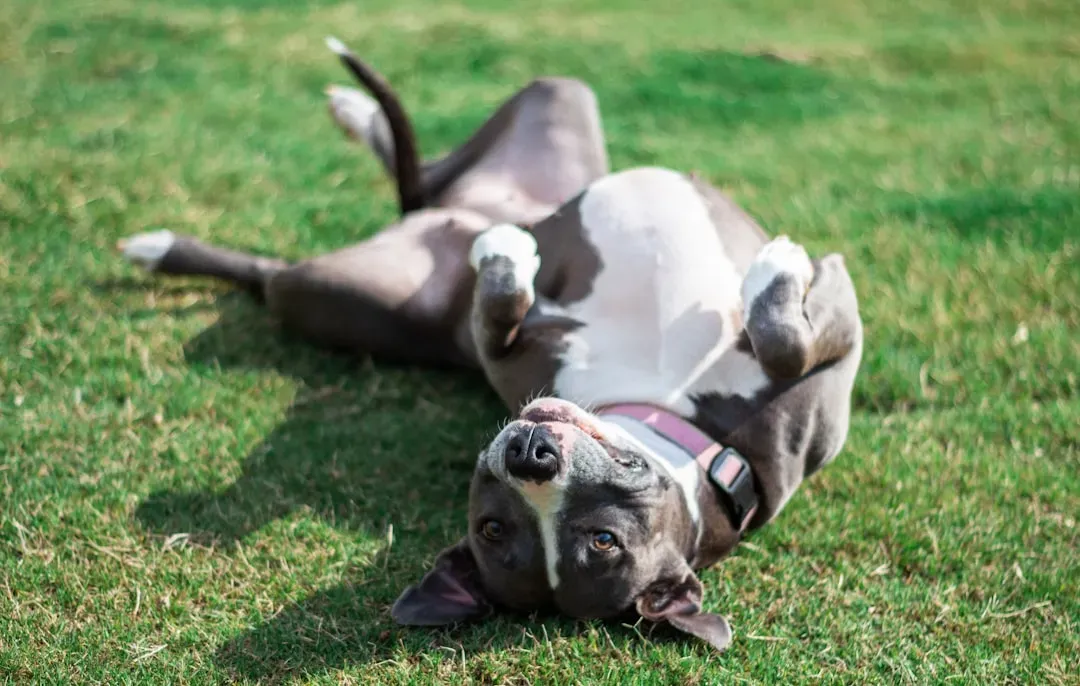 #1 - They Finally Sleep on Their Back, Belly Exposed (Image Credits: Unsplash)