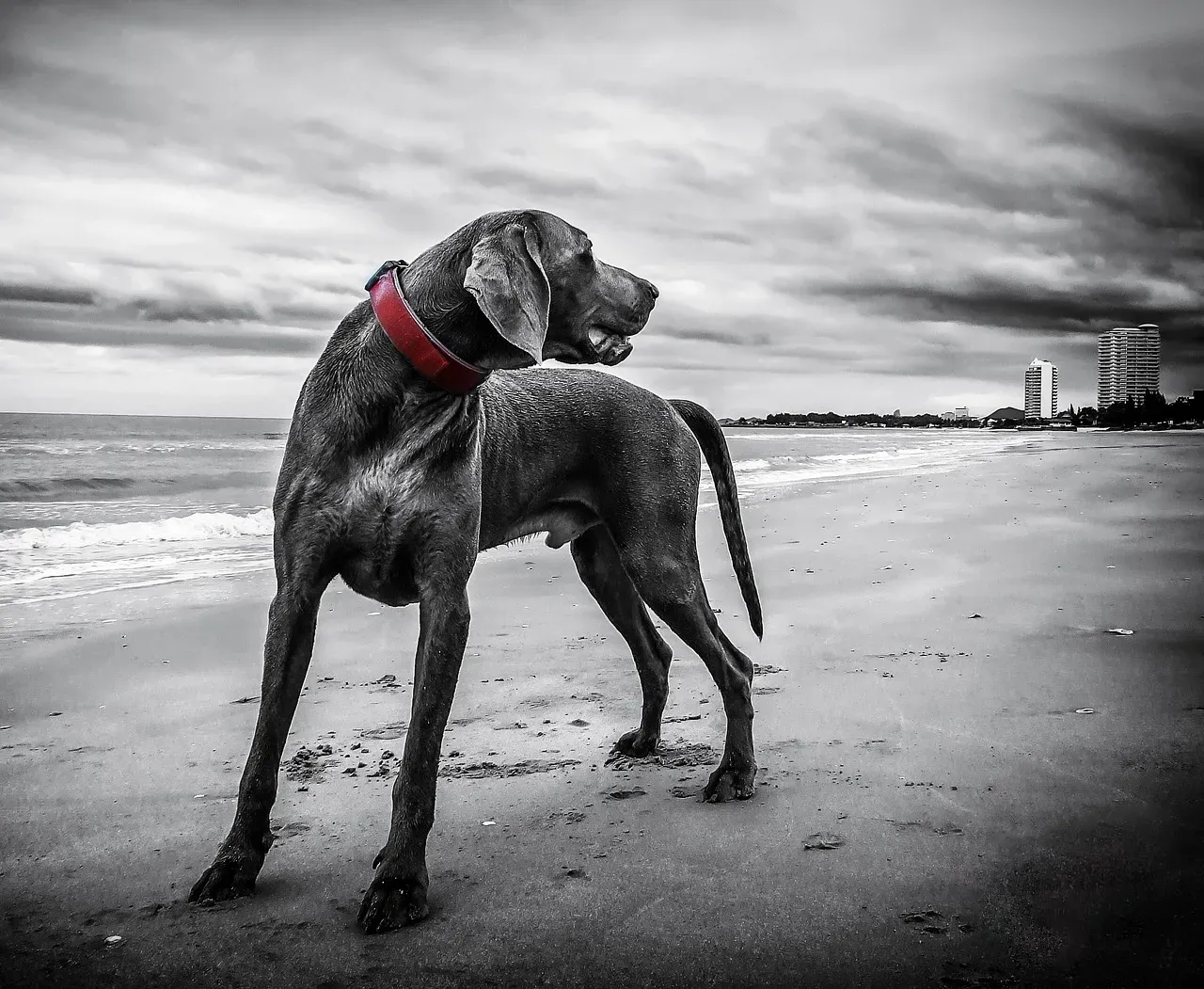 The Weimaraner: When Hunting Instincts Overpower (Image Credits: Pixabay)