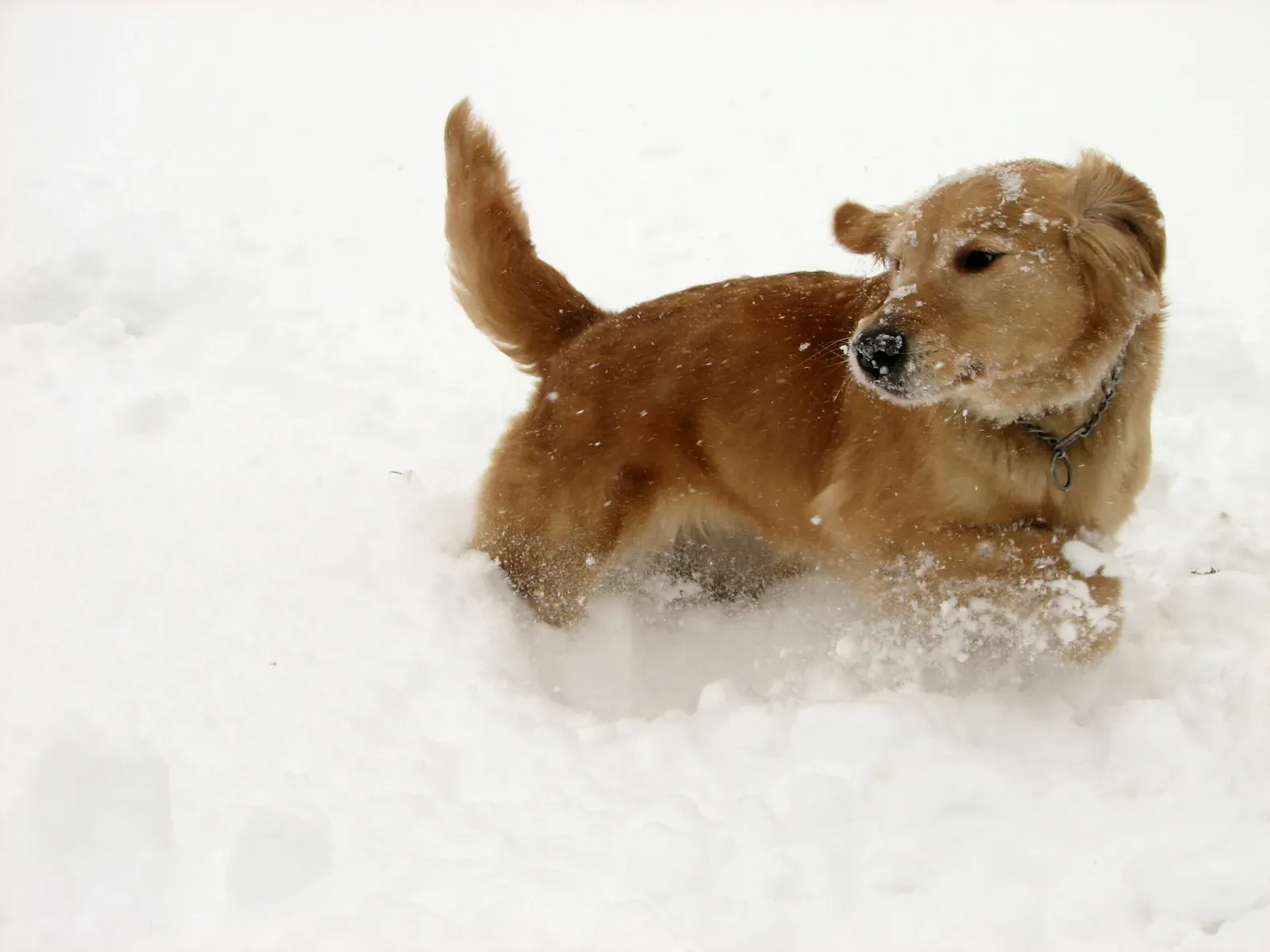 Aries: The Energetic Trailblazer (By Ltshears, CC BY 3.0)