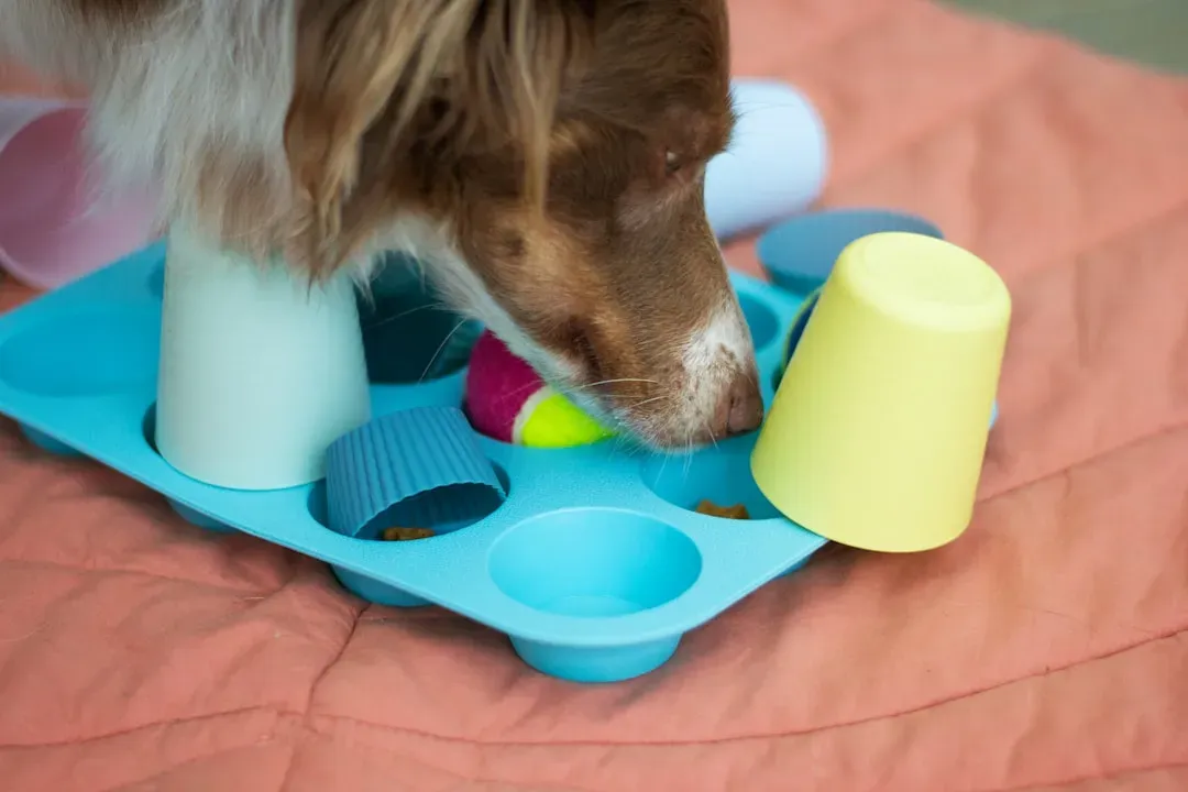 Designing a Dog-Friendly Life in an Olfactory World (Image Credits: Unsplash)