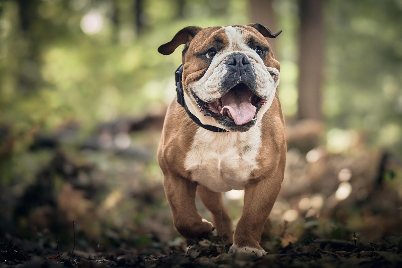 English Bulldog: The Walking Vet Bill (Image Credits: Pixabay)