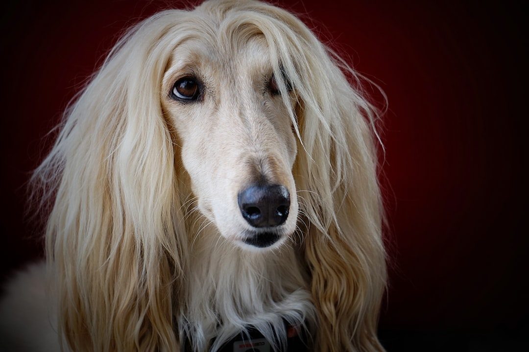 11. Afghan Hound: The Beautiful Independent Spirit (Image Credits: Unsplash)