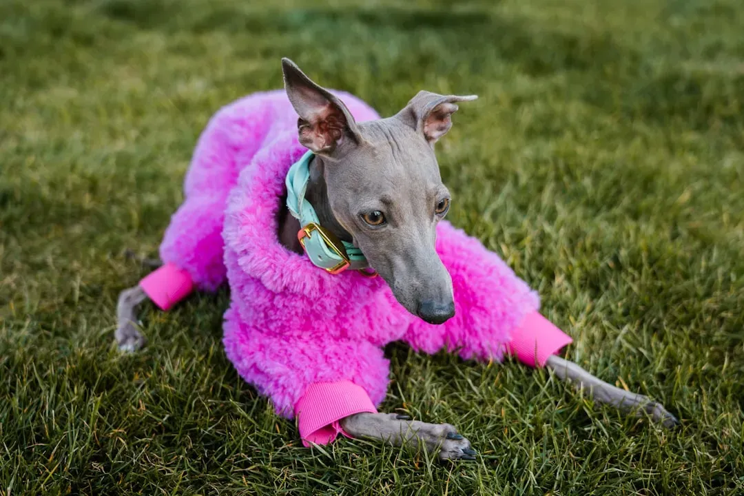 7. Italian Greyhound: The Miniature Marvel (Image Credits: Unsplash)
