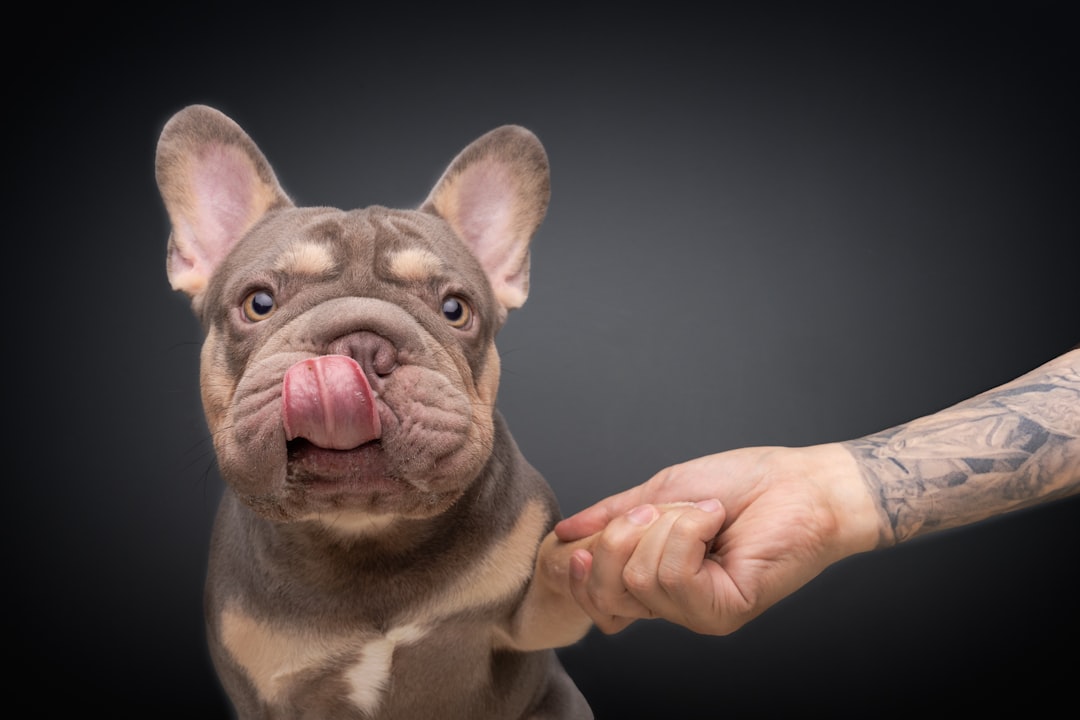 Luxating Patella (Image Credits: Unsplash)