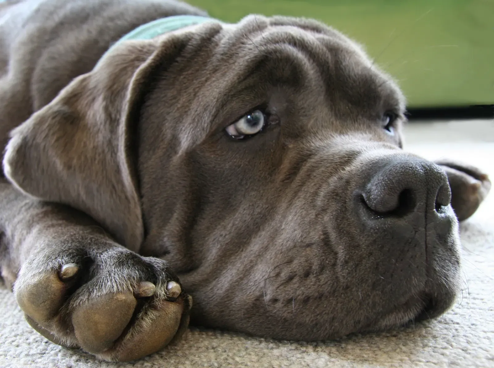 #13 - A Dog That Suddenly Avoids the Kids Entirely (Flickr: Sad Lucy, CC BY-SA 2.0)