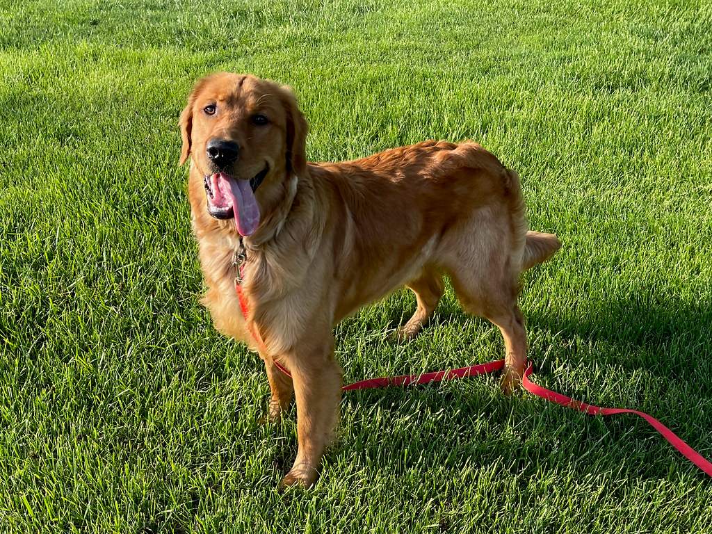 Golden Retriever (Image Credits: Flickr)