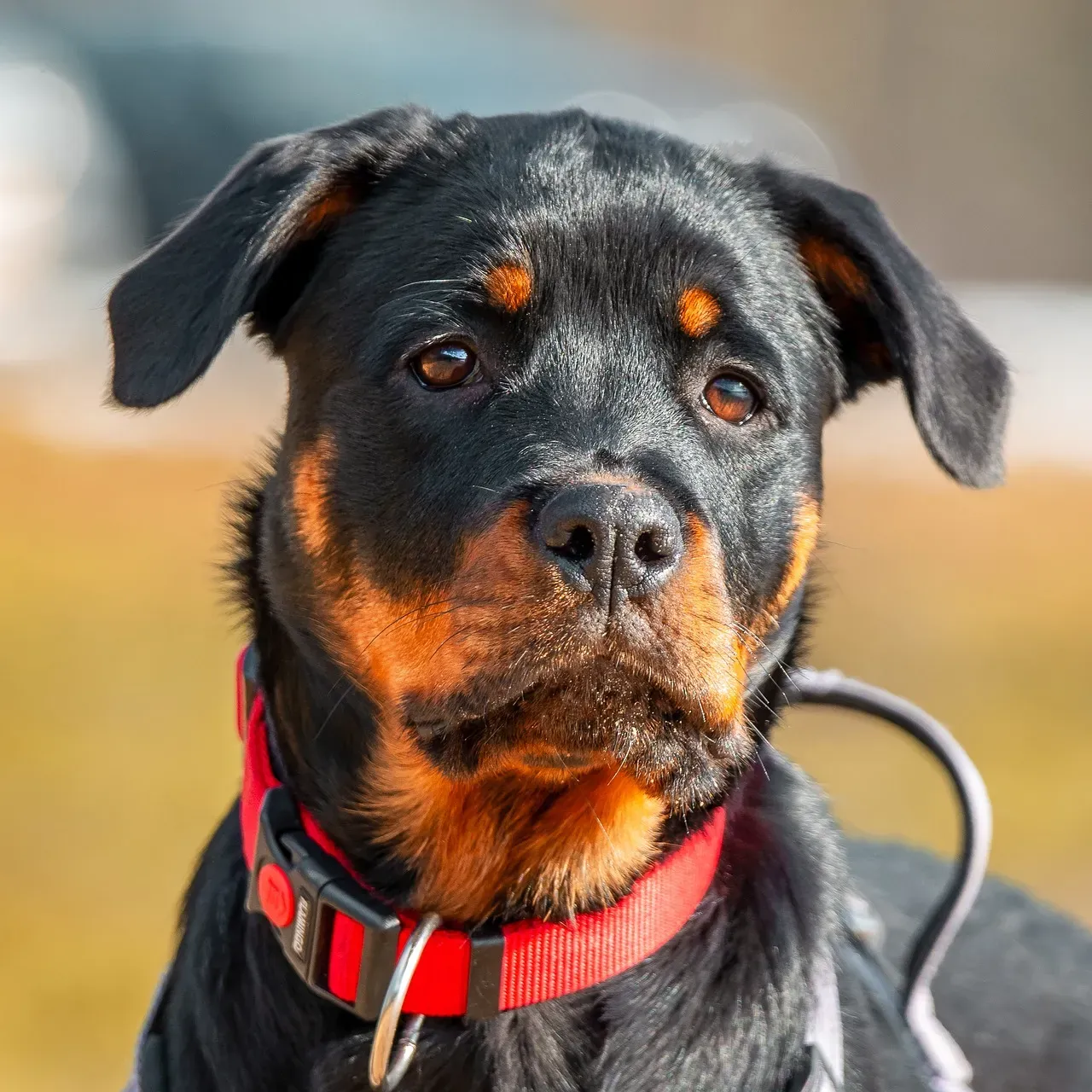 Confident, Still Body Language When Something Feels Off (Image Credits: Pixabay)