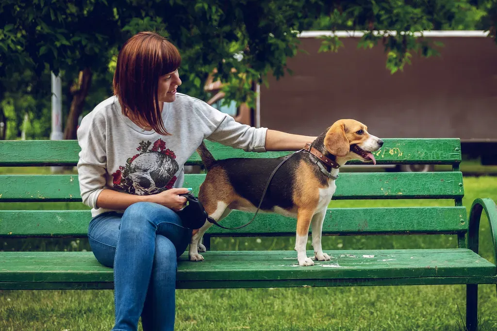 5. Beagle: The Cheerful, Grounding Companion (Artem Beliaikin, Flickr, CC BY-SA 2.0)