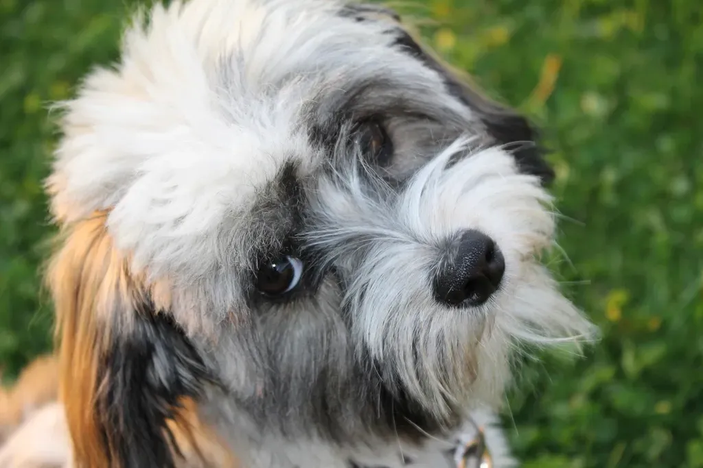 Havanese (Image Credits: Rawpixel)