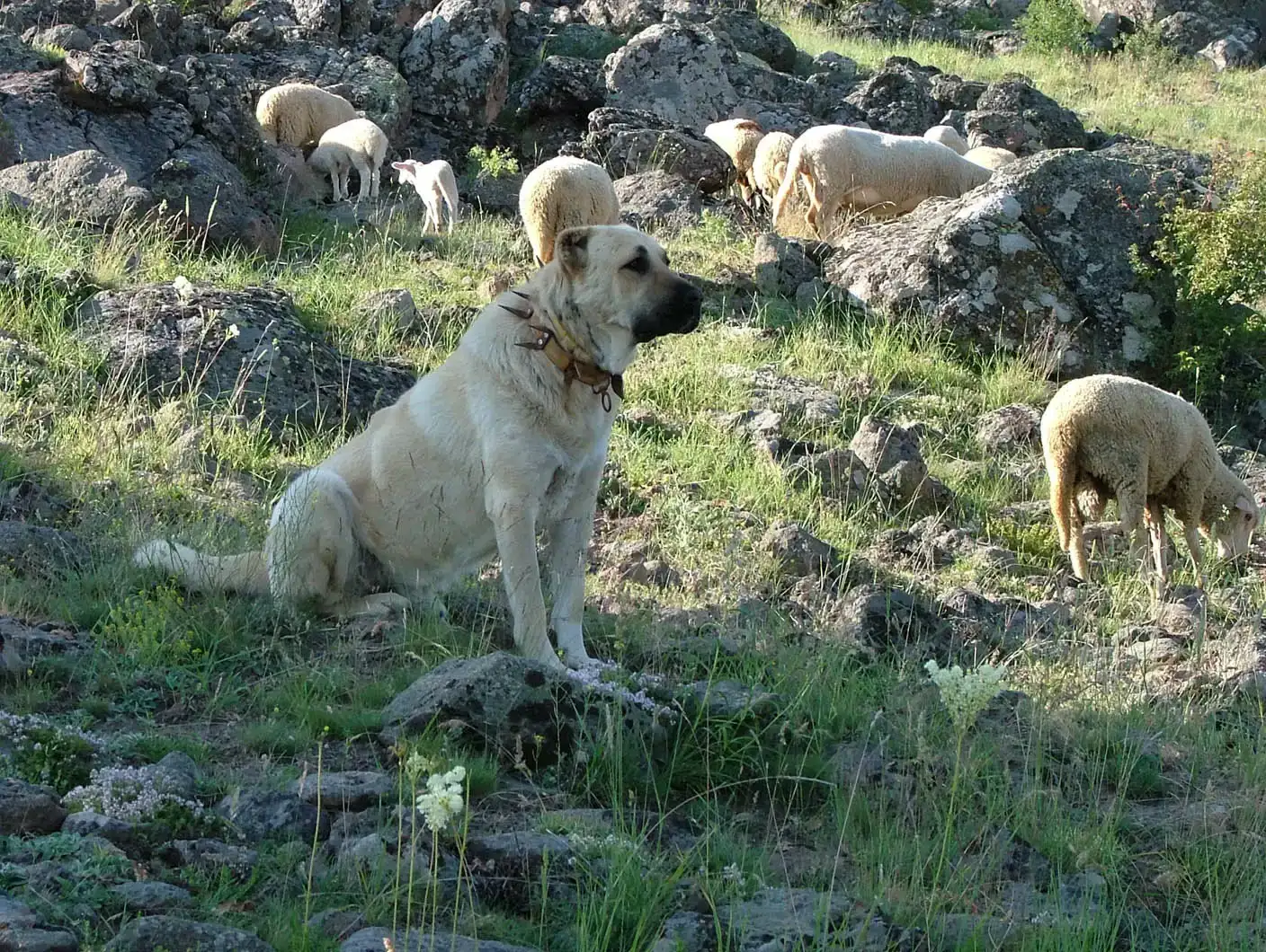 Kangal (Image Credits: Wikimedia)