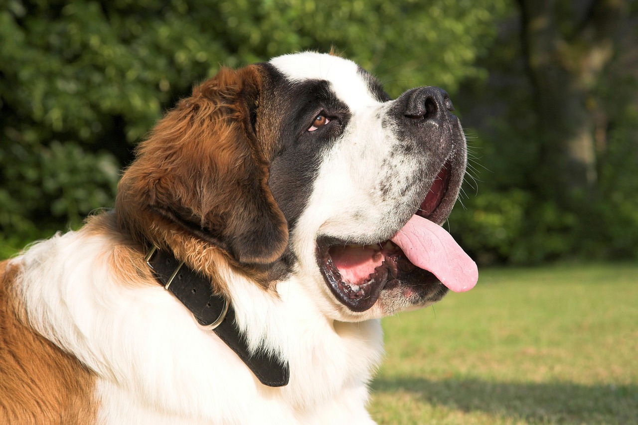 Saint Bernard - The Swiss Rescue Heart (Image Credits: Pixabay)