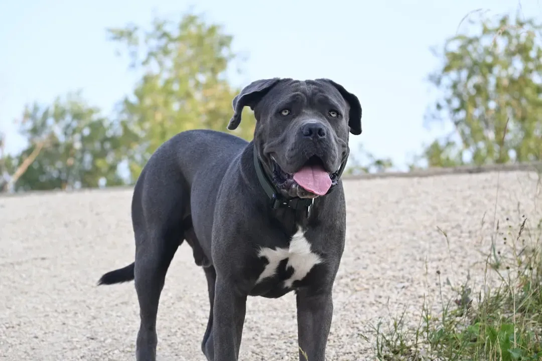 #15. Cane Corso (Image Credits: Unsplash)