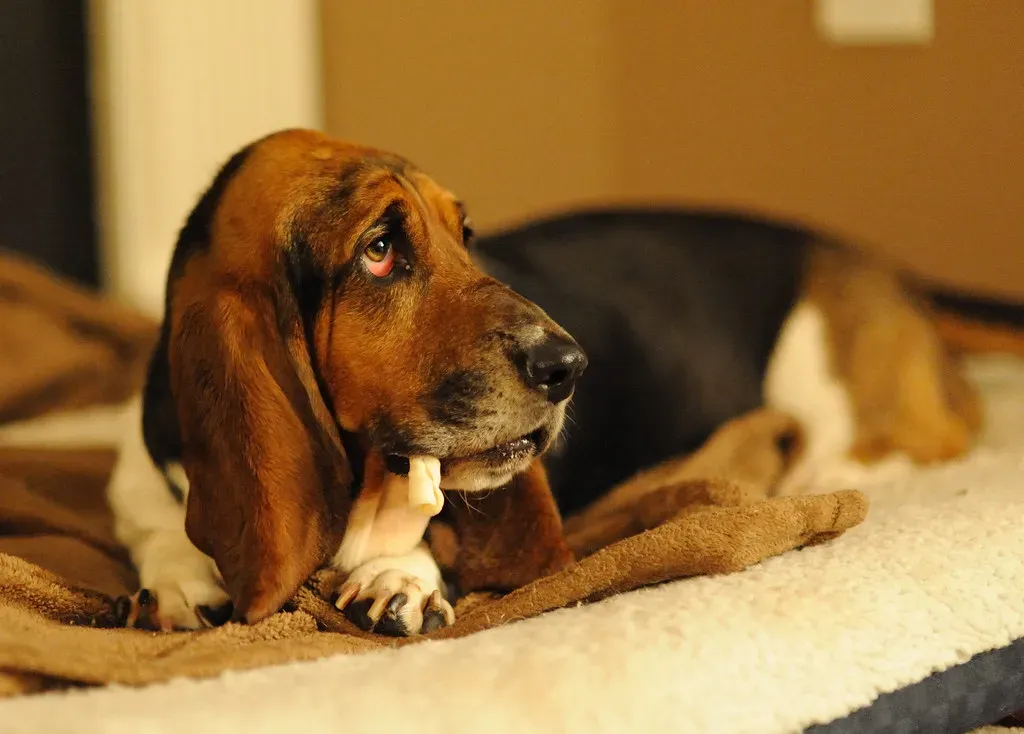 Use Familiar Scents and Positive Reinforcement (patchattack, Flickr, CC BY-SA 2.0)