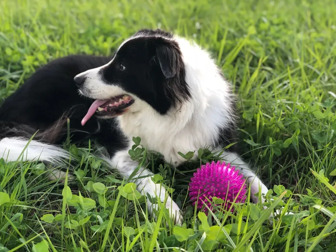 #3 - Buying "Indestructible" Toys, Then Timing How Fast They Die (Image Credits: Unsplash)
