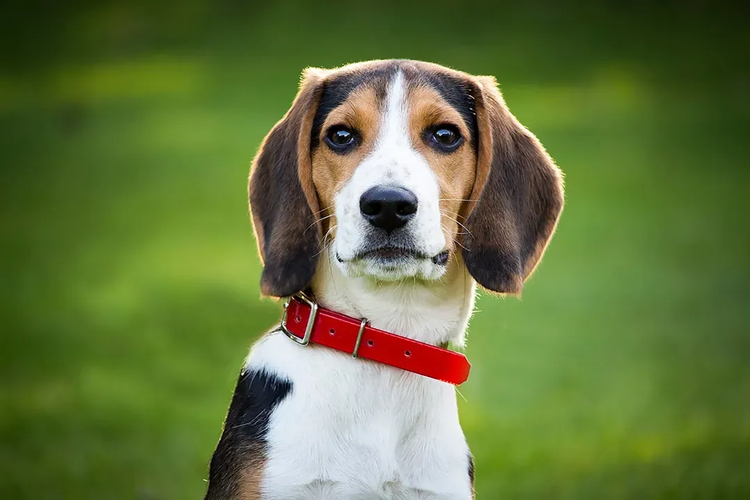 Beagle (Image Credits: Unsplash)