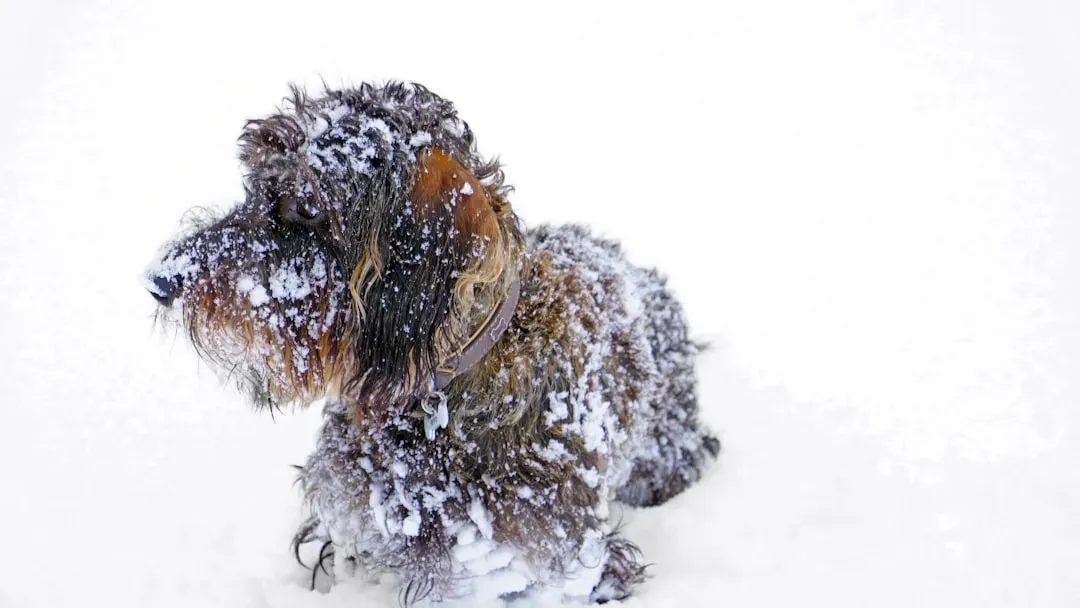 Recognizing Cold-Weather Danger Signs in Any Dog (Image Credits: Unsplash)