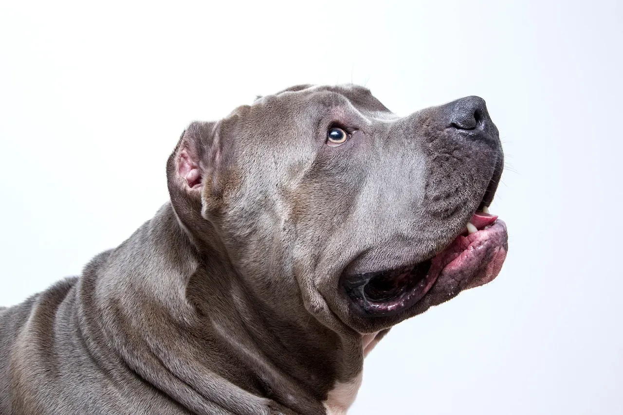 Understanding the Misconceptions and Media Influence (Image Credits: Pixabay)