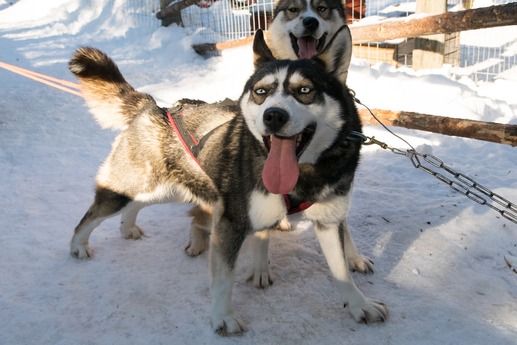 Siberian Husky: The Arctic Athlete (Image Credits: Flickr)