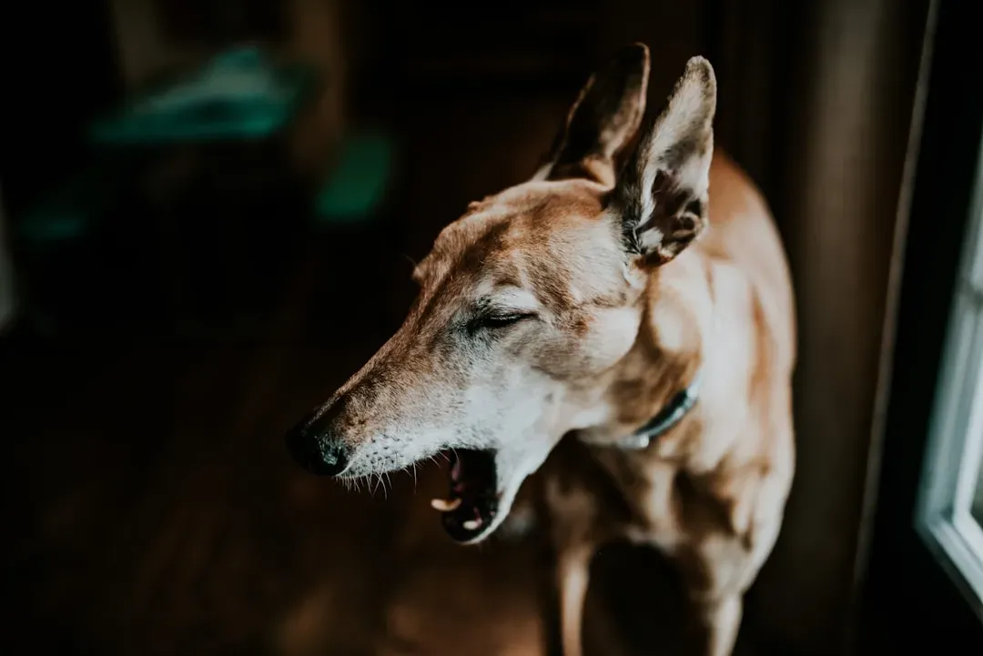 The Yawn That Isn't About Being Sleepy (Image Credits: Unsplash)