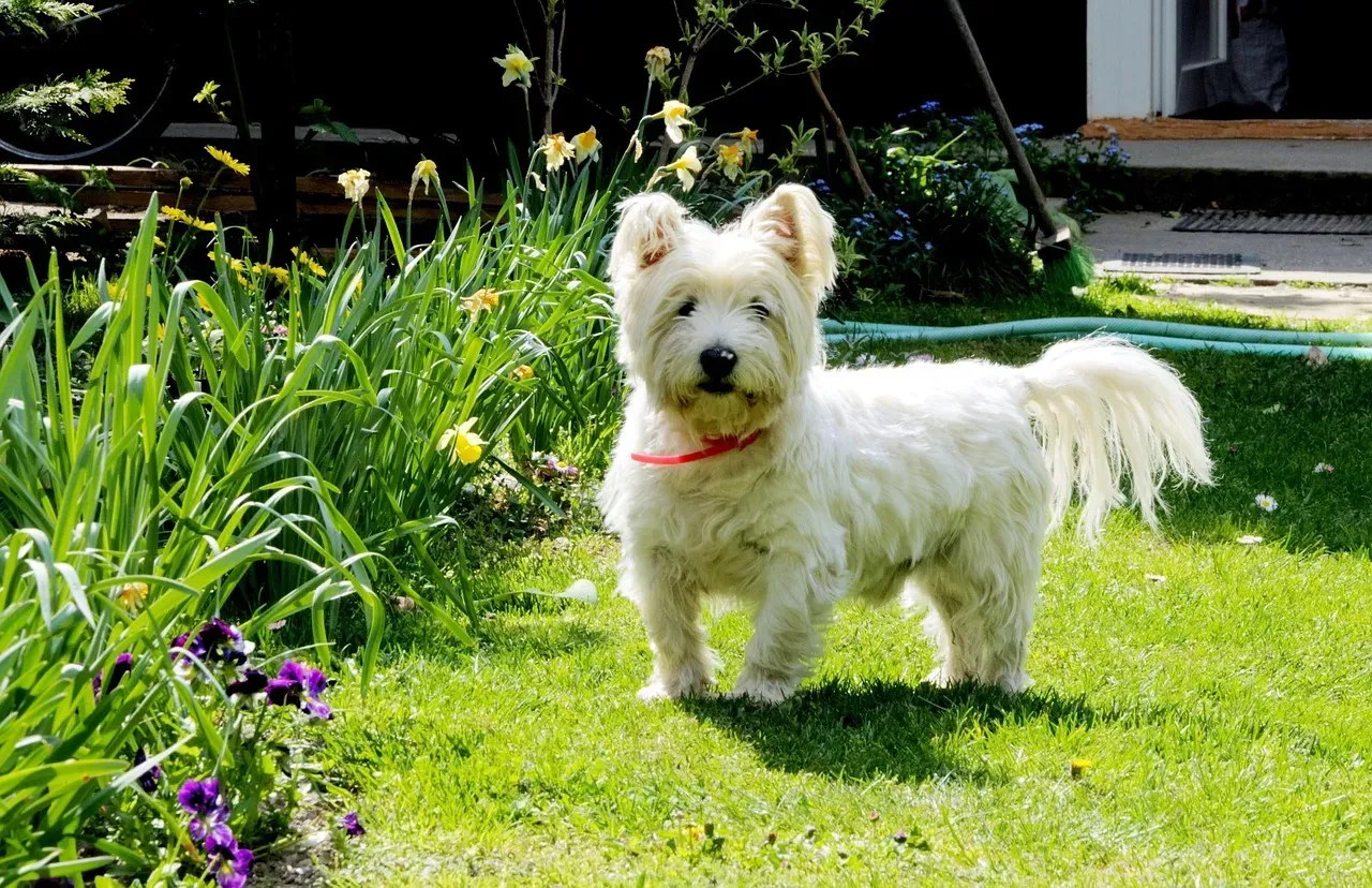 13. West Highland Terrier (Westie): Cheerful and Surprisingly Chill (Image Credits: Pixabay)