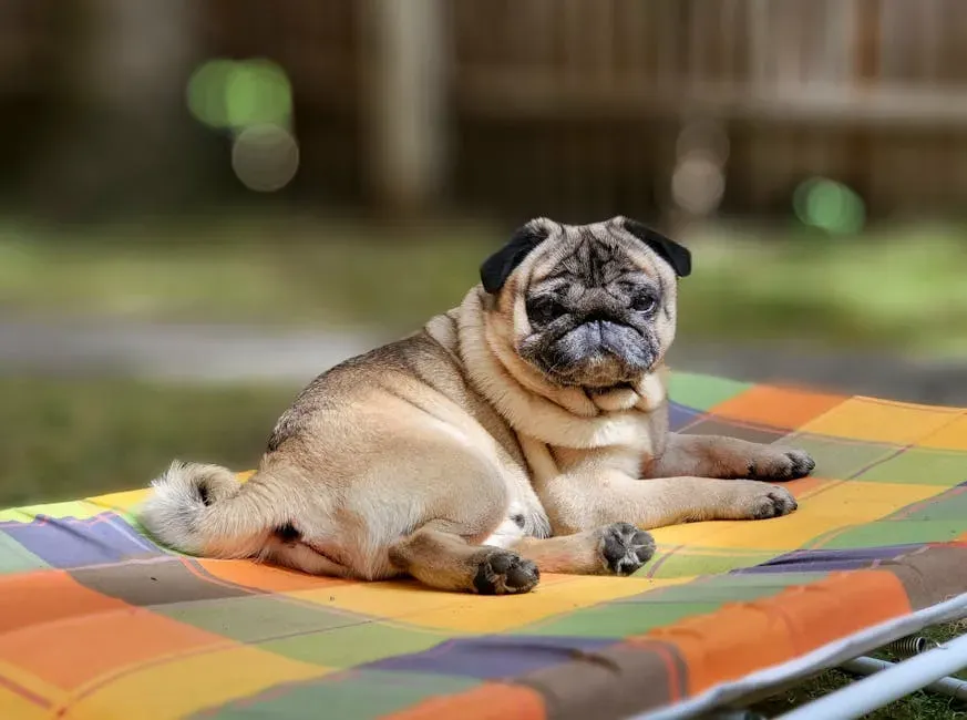 4. The Pug: Lovable, Lazy, and Surprisingly Chill (Image Credits: Pexels)