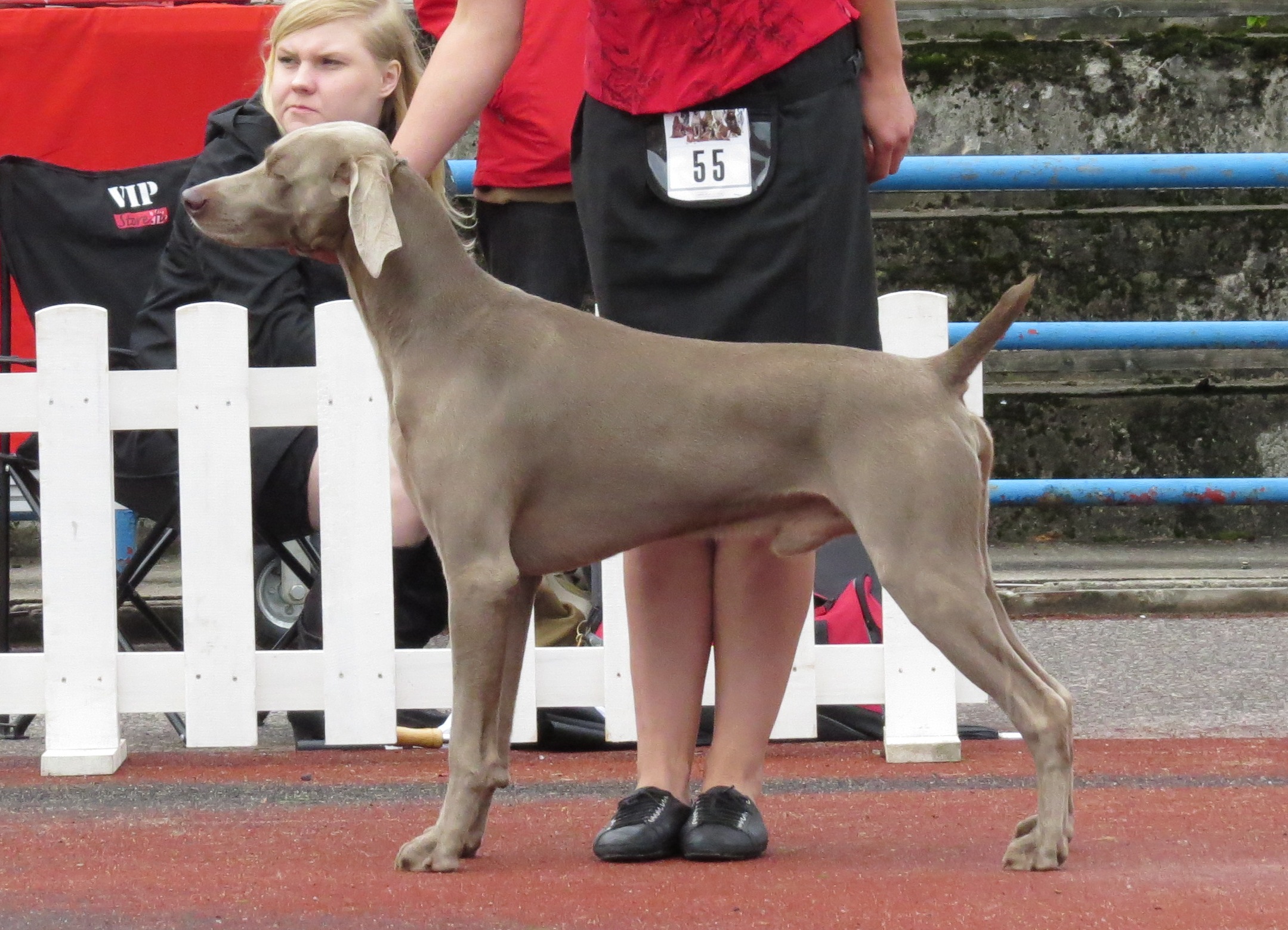 Weimaraner (Image Credits: Wikimedia)