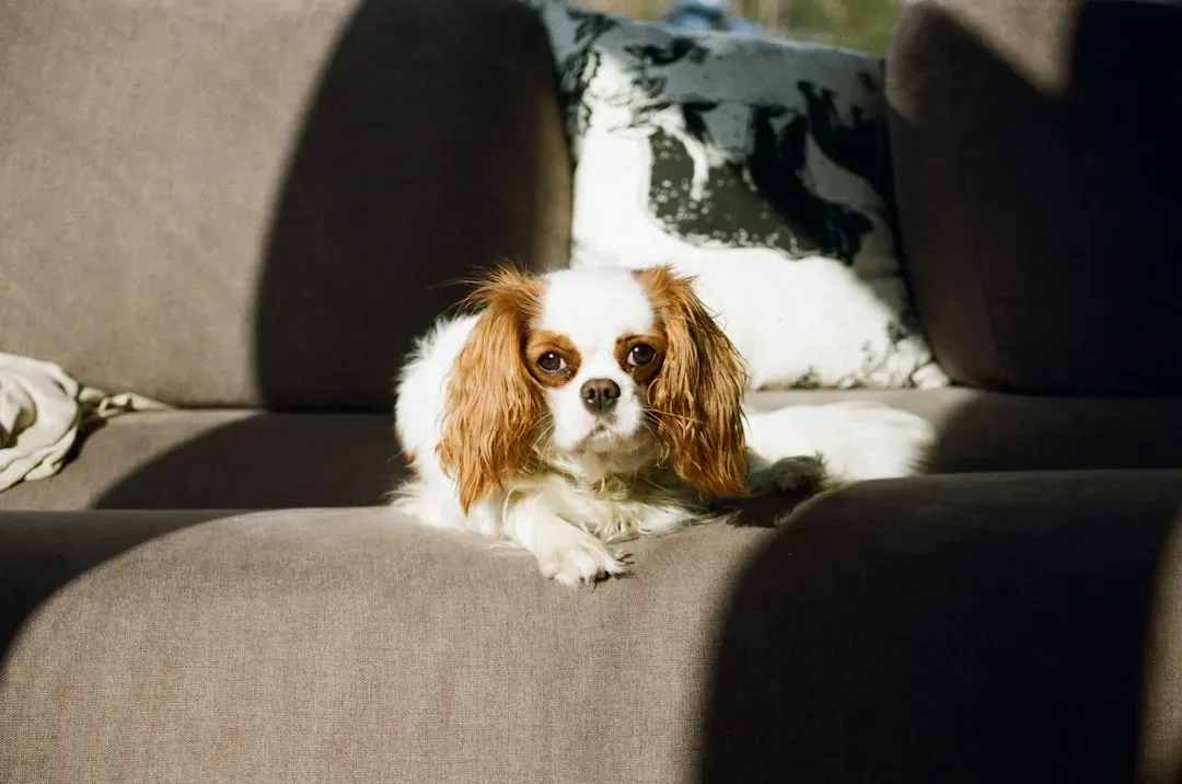 Cavalier King Charles Spaniel: The Lap Dog That Graduates to Professional Snuggler (Image Credits: Unsplash)