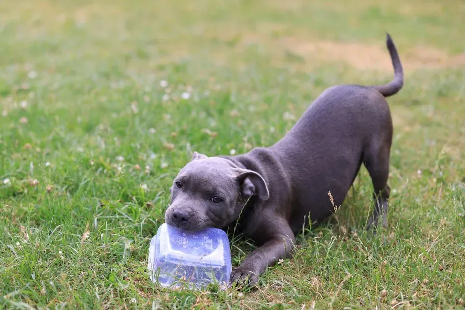 Staffordshire Bull Terrier (Staffy): Big Love in a Compact Package (Image Credits: Pexels)