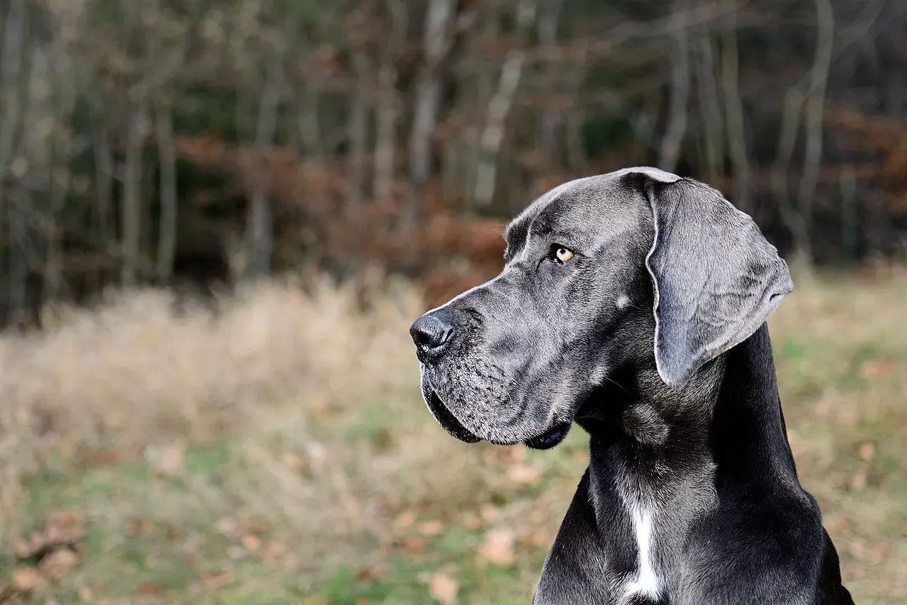11. Great Dane: The Gentle Giant with a Sensitive Soul (Image Credits: Pixabay)